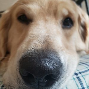 Meet your Posher, Yangchen